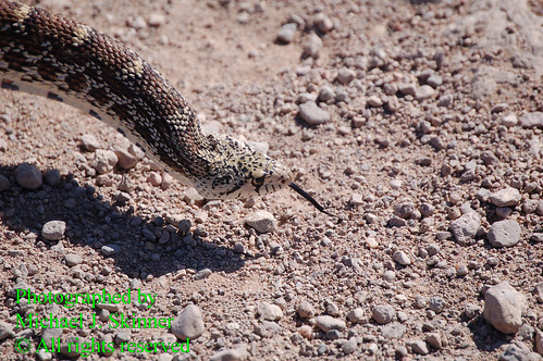 arizona mountain mountains nature animal desert reptile snake wildlife canyon sonoran chiricahua goldstaraward westturkeycreekcanyon