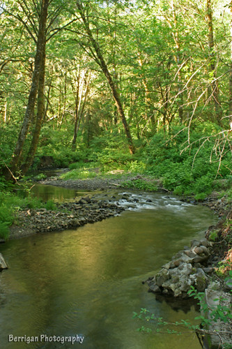 travel trees usa reflection green nature water creek canon outdoors rebel washington spring scenic may falls peell