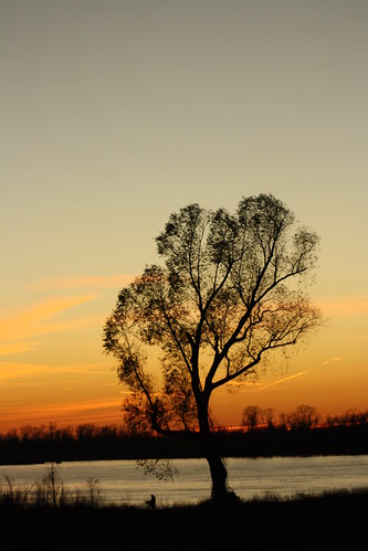 sunset sky color tree