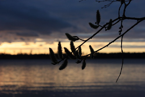 sunset lake silhouette catkins