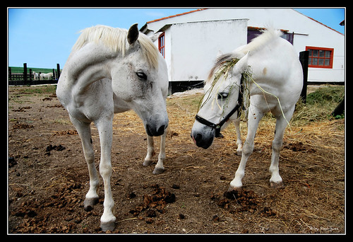 españa horse cheval caballos spain animales isla cantabria chevaux noja somo pedreña quejo langre nortedeespaña galizano playadelangre eloyrodríguez