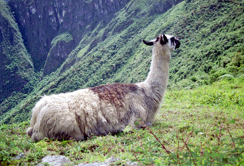 llama at Machu Pichu
