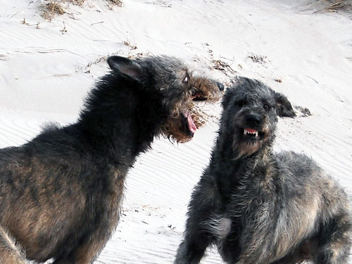 dog beach march movement sand play action gotland sighthound wicca 2009 irishwolfhound tofta aiax