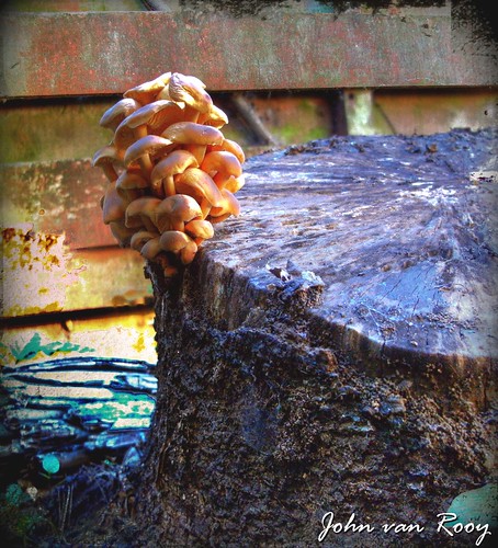 newzealand texture nature garden mushrooms gimp fungus stump aotearoa hdr vertorama gimp262 johnvanrooy copyright2009johnvanrooy fujifilmfinepixj50 hdrvertorama