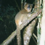 Greater Bamboo Lemur (Hapalemur simus)