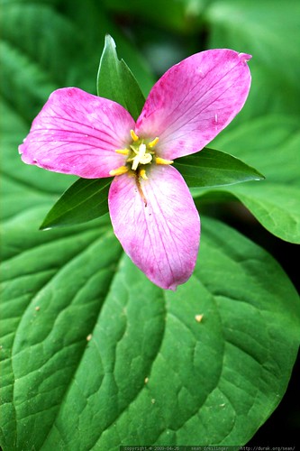 pink trillium flower    MG 2516