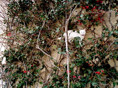 Maltese White Cat - NOT trapped.