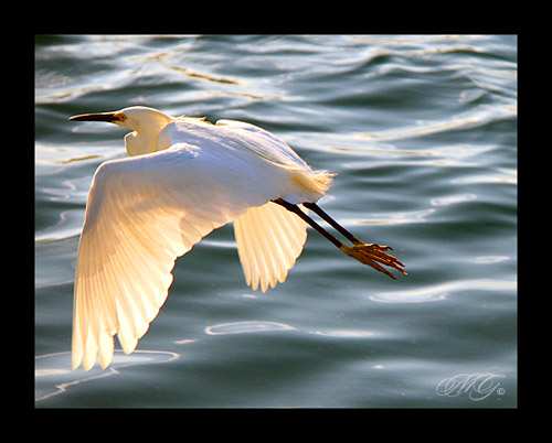 california above lighting county light sunset orange sun sunlight white lake motion reflection bird nature wet water beautiful birds animal animals canon reflections outdoors photography daylight fly flying wings movement afternoon crossing natural snowy wildlife aviation united flight over wing lakes feathers pass feather peaceful neighborhood southern socal passing states through behind gonzalez flapping oc across egret flap wingspan marcie irvine woodbridge egrets marciegonzalez marciegonzalezphotography