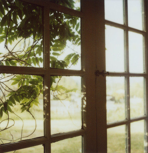 film window leaves sunshine polaroid cottage vine 600 sebastopol slr680 wisteria