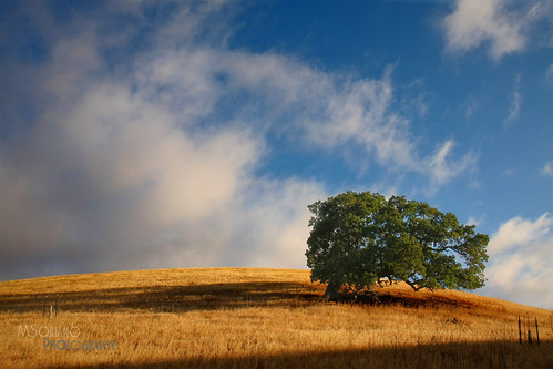 california sky tree grass clouds sunrise landscape golden oak woodlands hiking hills bayarea eastbay openspace walnutcreek concord contracosta limeridge