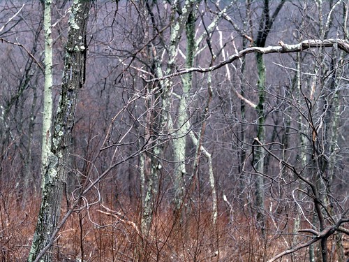 geotagged pennsylvania sidelinghill buchananstateforest barkroad geo:lat=3998713317 geo:lon=7814199686