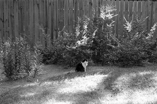bw pet animal yard cat outside backyard critter kitty dixie cowcat dixielou