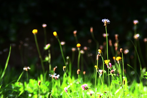 flowers sunlight grass nt fiori chastleton