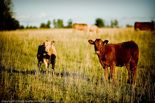 ca canada rural cow cattle farm ko alberta farmanimal canadá vaca kanada domesticanimal