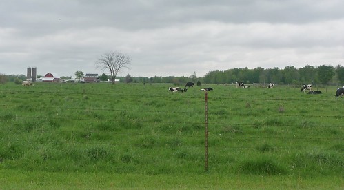 field spring cows farm country may indiana amish pasture northern shipshewana heritagetrail amishcountry honeyville