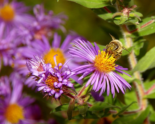 flowers nature wildlife bee views 60 dragongold vosplusbellesphotos newenvy