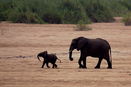 Savanna elephant (Loxodonta african), Baby elephant