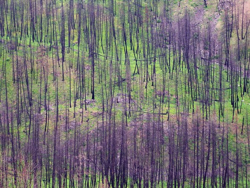 2005 canada color colour tree green fire bc purple britishcolumbia best forestfire favourite barriere mcclure 2000s canadagood