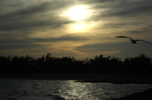 sunset seagulls beachboulevard