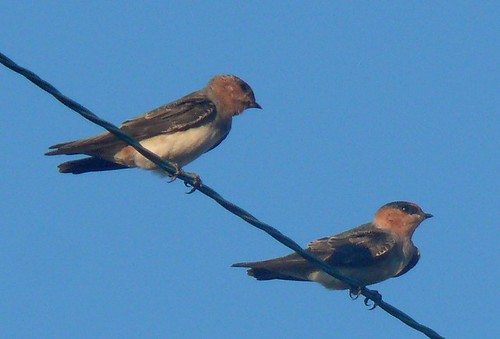 bird oklahoma aves rarity hirundinidae tillmancounty hackberryflatwma caveswallow petrochelidonfulva ebird plumagestudy obrc