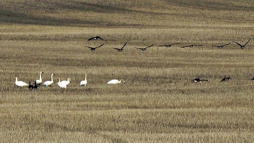field canadageese trumpeterswans