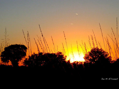 sunset sky tree grass texas taylor 365 365project