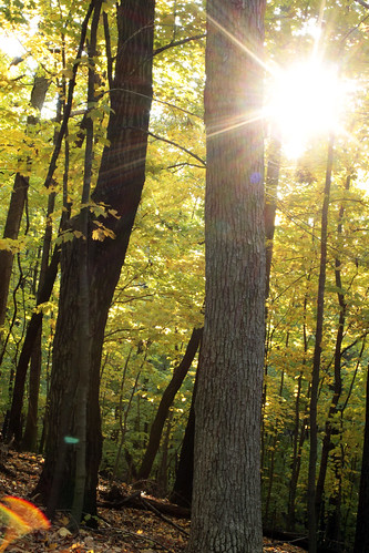 autumn sunlight fall leaves trail sunflare forestparknaturecenter peoriaheightsillinois peoriaparkdistrict