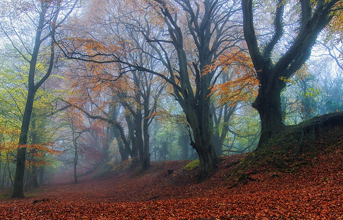 autumn trees light mist misty fog forest landscape countryside woods nikon mood colours broadway cotswolds worcestershire d7000 jactoll