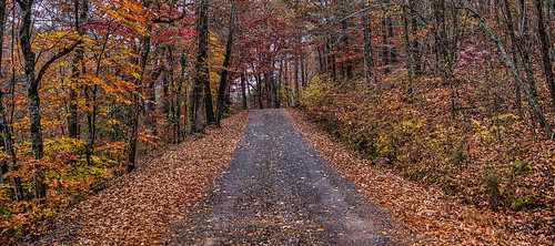 road trees fall leaves country arkansas