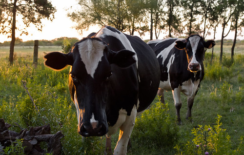 sunset atardecer cow country campo vaca yunta