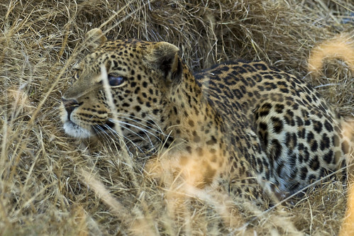 botswana okavangodelta leopard russellscottimages