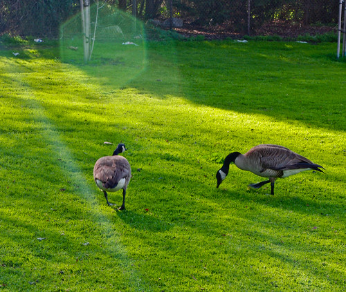 park huntingtonbeach geese green grass spring huntingtonbeachcentralpark