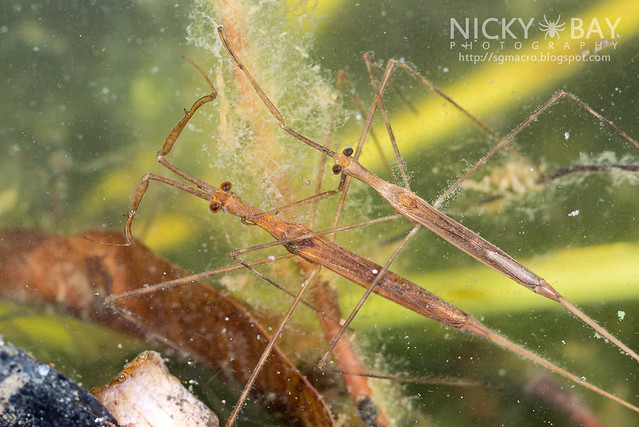 Water Stick Insect (Ranatra sp.) - DSC_8911