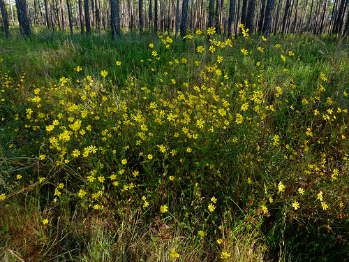 yellow fall sr267 65site1 april spring anf compositeorasterfamily summer wet