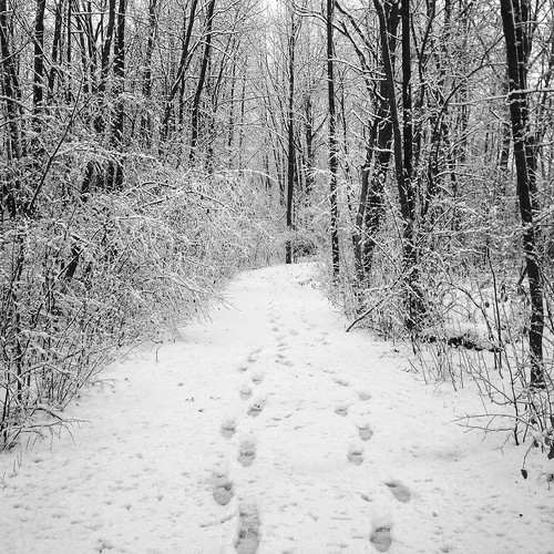 november trees blackandwhite bw snow ontario canada blackwhite cornwall snowfall blackandwhitephotography iphone iphoneography hipstamatic