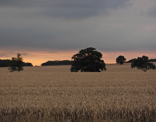 trees sunset landscape serene tranquil nottinghamshire fadinglight lovelysky robinhoodway walkingtrailinnottinghamshire