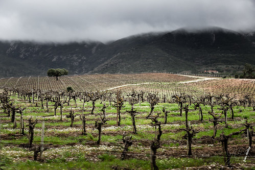 portugal clouds landscape vineyard europe lisbon setúbal sãolourenço 24105mm canon6d justinhickling