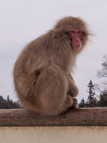 japan onsen nagano aap hotsprings macaques naganoprefecture monkeypark suzaka aapjes snowmonkeys macacafuscata jogokudani heetwaterbronnen sneeuwapen hotpoel jananesemacaques