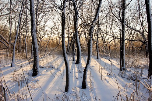 trees sunset snow ice frozen shadows goldenhour winterlandscape naturephotography ef1022mm oxbowpark