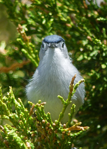 bird gnatcatcher bluegraygnatcatcher polioptilacaerulea