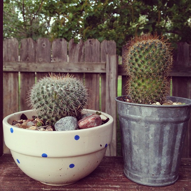 Good morning tiny #cacti