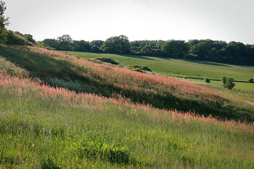 flowers field country hills landschaft mecklenburgvorpommern hügel