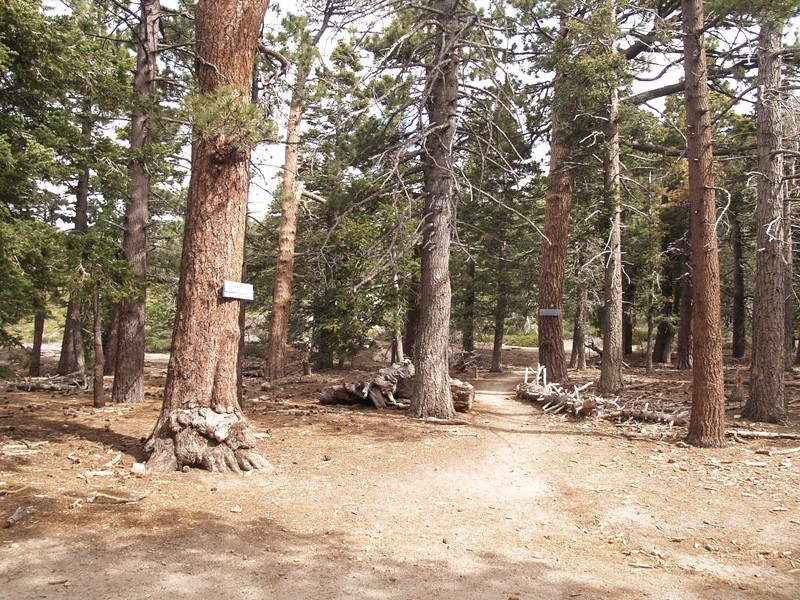 Saddle Junction on the Pacific Crest Trail. Idyllwild is downhill to the left