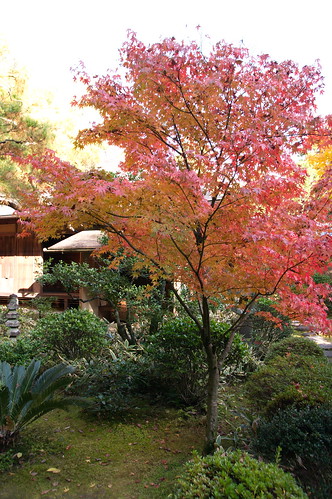 【写真】2012 紅葉 : 高桐院/2020-01-30/IMGP6938