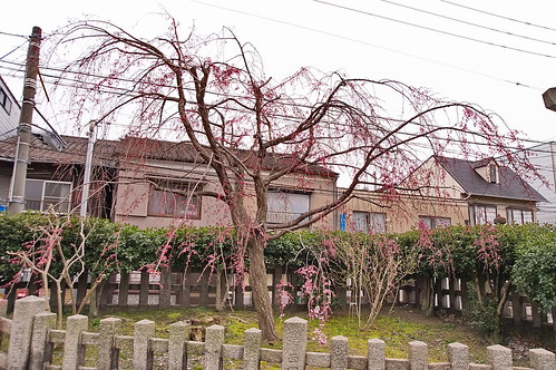 【写真】2013 桜 : 六孫王神社/2020-04-21/IMGP8932