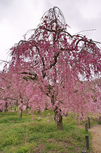 【写真】2013 桜 : 京都府立植物園/2020-12-16/IMGP9458