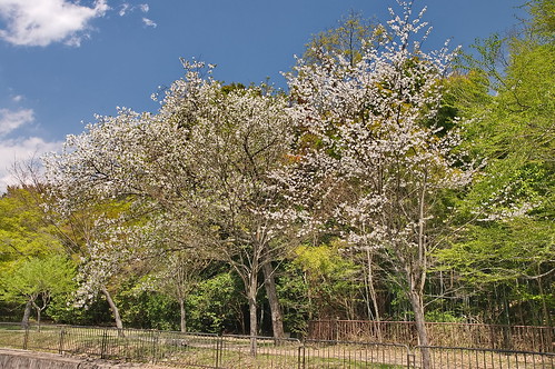 【写真】2013 桜 : 山科疎水/2020-09-19/IMGP9960