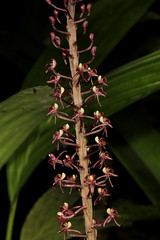 08 Liparis rheedii - Poring Orchid Garden 2011-11-07 01