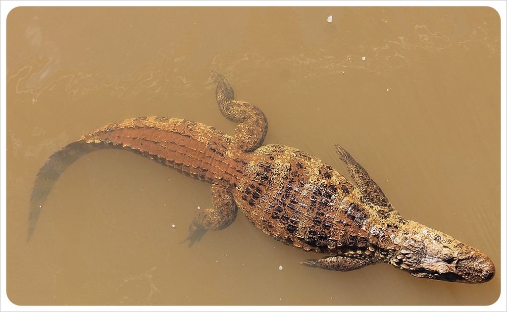 crocodile iguazu falls