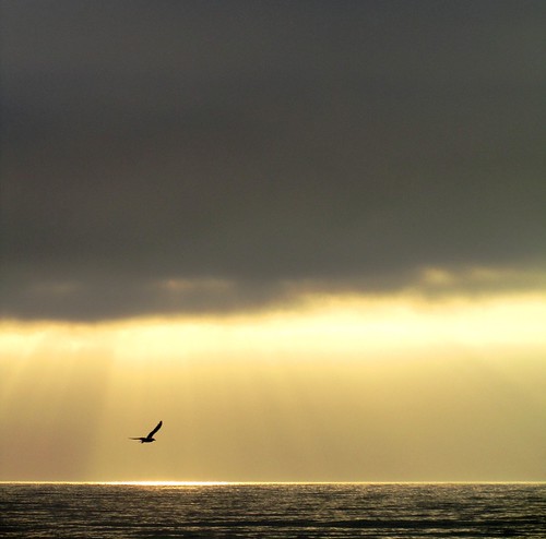 ocean light sunset sea luz portugal canon mar fly shine seagull pôrdosol gaivota voar oceano brilho raysoflight raiosdeluz slicesoftime canonpowershotsx210is supersixstage4 praiadeparedesdavitória